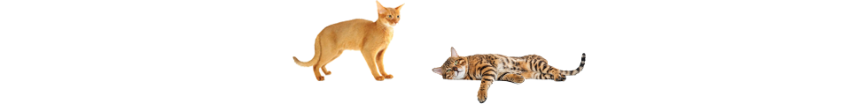 Cats walking along a line