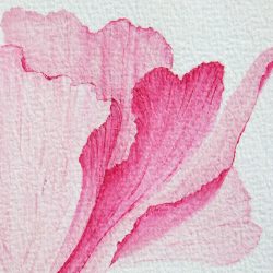 blush of nature