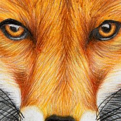 meeting the fox