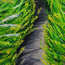 promise of the path