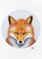 meeting the fox