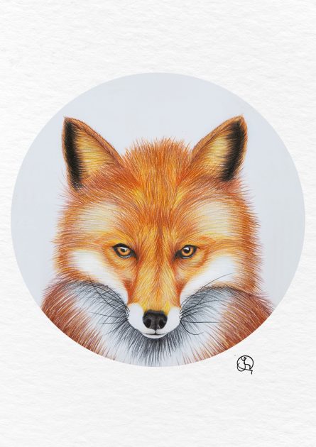 meeting the fox